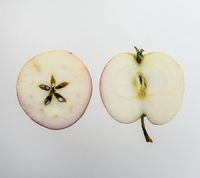 Sariola Apple